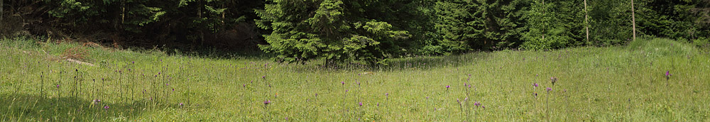 Ravnsholte Skov, Midtsjlland, Danmark d. 18 juni  2014. Fotograf: Lars Andersen