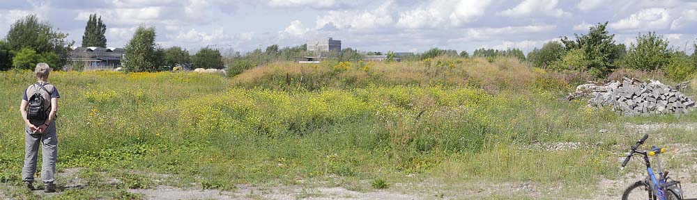 Lokalitet for Grønåret Kålsommerfugl, Pieris napi. Prags Boulevard/ Pyrolysegrunden, Amager. d. 14 august 2014. Fotograf: Lars Andersen