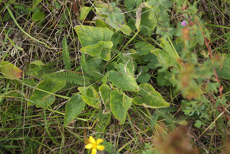 Hret Viol, Viola hirta. Hegnstrup st for Slangerup, Nordsjlland d. 21 august 2014. Fotograf, Lars Andersen