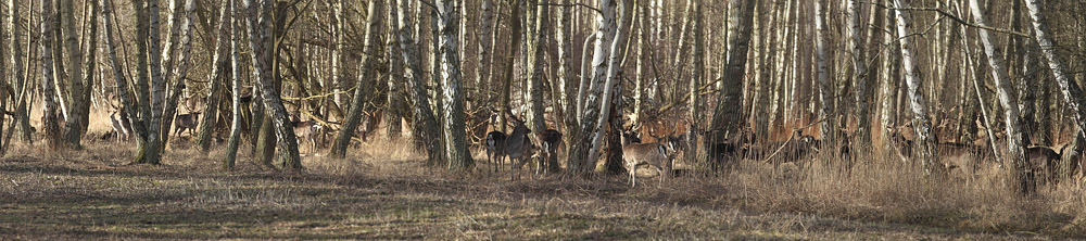 Dådyr i Pinseskoven, Vestamager d. 8 Marts 2014. Fotograf; Lars Andersen
