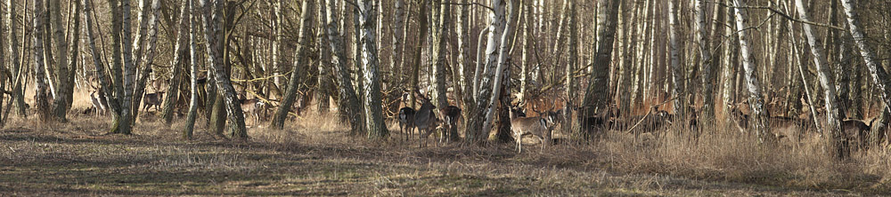 Ddyr i Pinseskoven, Vestamager d. 8 Marts 2014. Fotograf; Lars Andersen