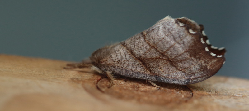 Tandet Seglvinge, Falcaria lacertinaria. Arrenakke d. 21 april 2014. Fotograf; Lars Andersen