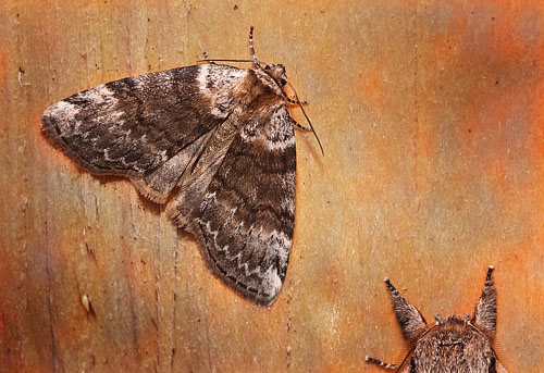 Grbltet Uglespinder, Tetheella fluctuosa. Arrenakke, Nordsjlland d. 19 juli 2014. Fotograf; Henrik S. Larsen