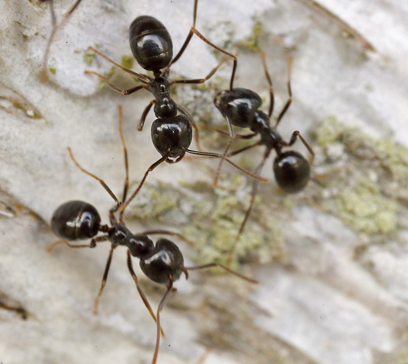 Orangemyre, Lasius fuliginosus. Pinseskoven d. 12 april 2014. Fotograf; Lars Andersen