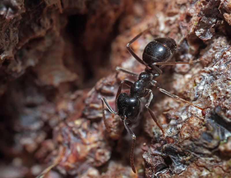 Orangemyre, Lasius fuliginosus. Pinseskoven d. 17 april 2014. Fotograf; Lars Andersen