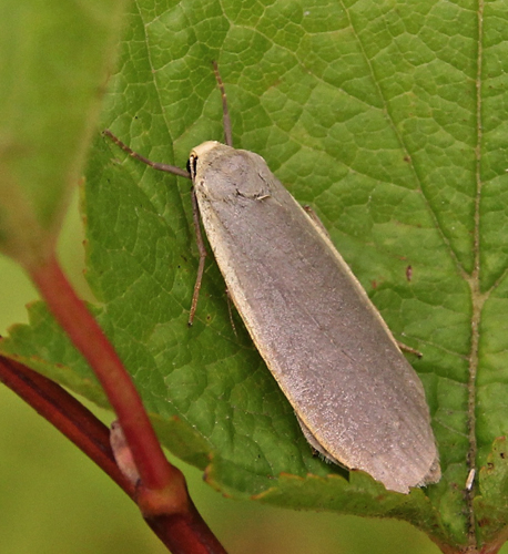 Askegr Lavspinder, Eilema griseola. Rdbyhavn, Lolland d. 5 august 2014. Fotograf; Lars Andersen