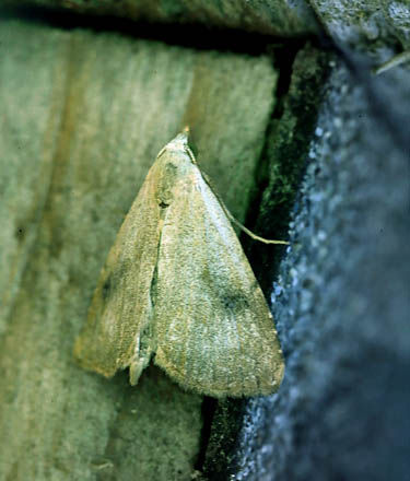 Lille -Ugle, Rivula sericealis.  Arenakke, Nordsjlland d. 15 juni 2014. Fotograf; Lars Andersen