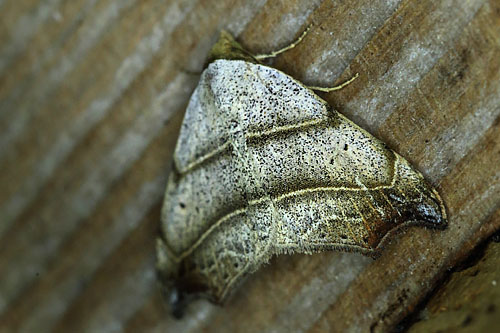 Grå Lavugle, Laspeyria flexula. Arenakke, Nordsjælland d. 16 juni 2014. Fotograf; Lars Andersen