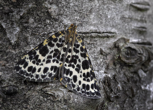 Mose-Harlekin, Arichanna melanaria Bøllemosen, Jægersborg Hegn 19 Juni 2011. Fotograf; Henrik S. Larsen