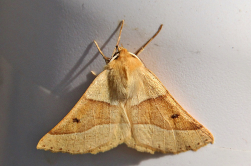 Okkergul Rovmåler, Crocallis elinguaria han. Bjerget, Lolland, Danmark d. 21 juli 2014. Fotograf; Claus Grahndin