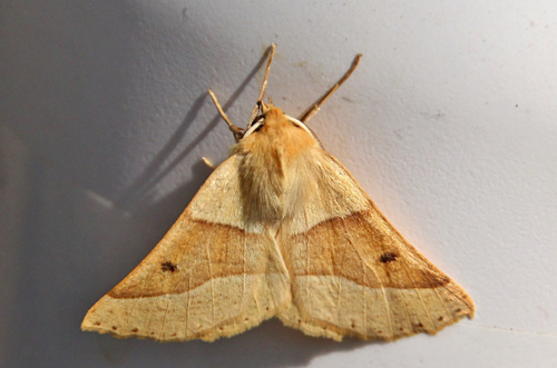 Okkergul Rovmler, Crocallis elinguaria han. Bjerget, Lolland, Danmark d. 21 juli 2014. Fotograf; Claus Grahndin