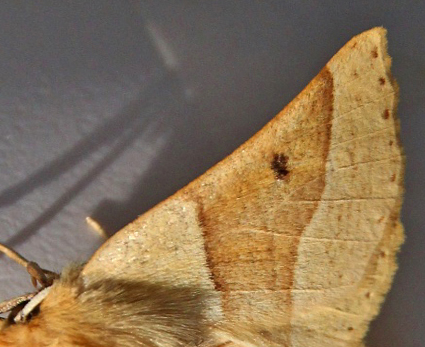 Okkergul Rovmåler, Crocallis elinguaria han. Bjerget, Lolland, Danmark d. 21 juli 2014. Fotograf; Claus Grahndin