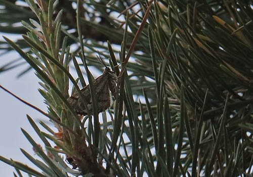Fyrremåler, Bupalus piniaria. Melby Overdrev, Nordsjælland. d. 18 Maj 2014. Fotograf: Lars Andersen