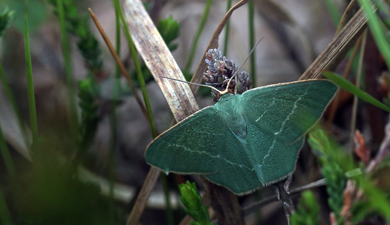 Chlorissa viridata. Melby Overdrev, Nordsjælland. d. 18 Maj 2014. Fotograf: Lars Andersen
