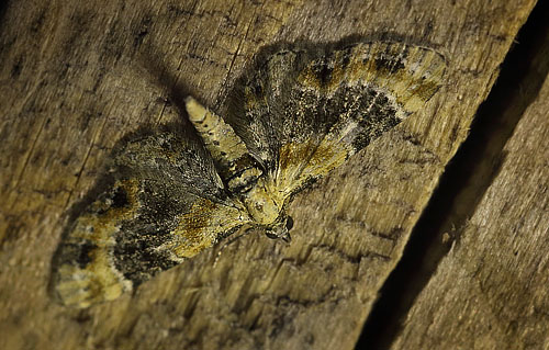 Torskemunddværgmåler, Eupithecia linariata (Denis & Schiffermüller, 1775). Arrenakke, Nordsjælland d. 15 juni 2014. Fotograf; Lars Andersen.