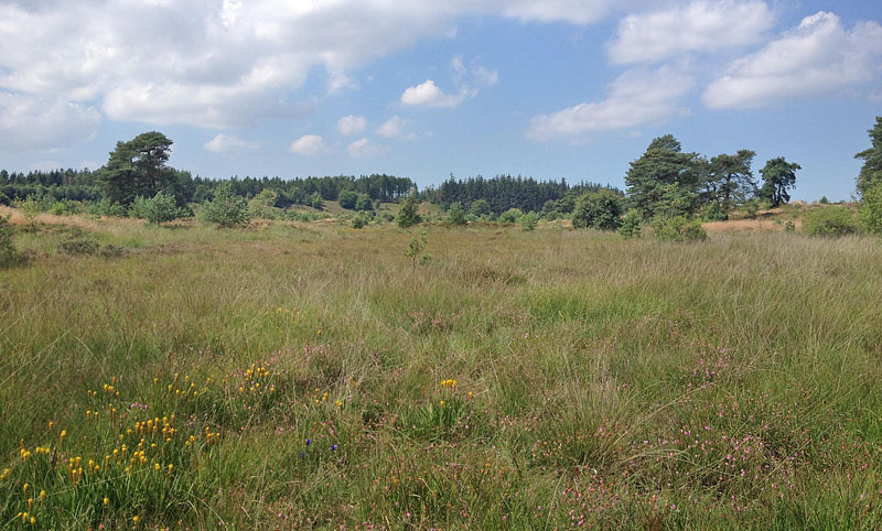 Grene Sande ved Billund d. 18. juli 2014. Fotograf; Magnus Vest Hebsgaard.  Hedemose, der stadig er levested for Ensianblfugl, Blleblfugl, Moseperlemorsommerfugl & Moserandje. 