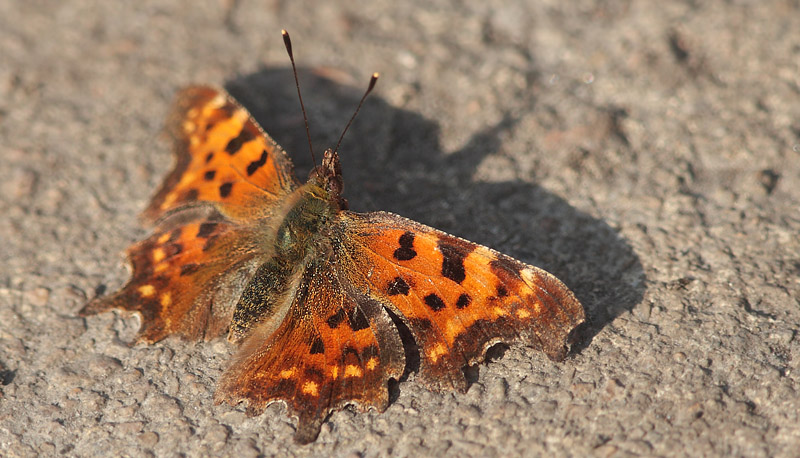 Det Hvide C, Polygonia c-album. Amager Flled d. 10 marts 2014. Fotograf; Lars Andersen