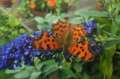 Det Hvide C, Polygonia c-album. H/F Vennelyst august 2014. Fotograf;  Annelie B. Nielsen