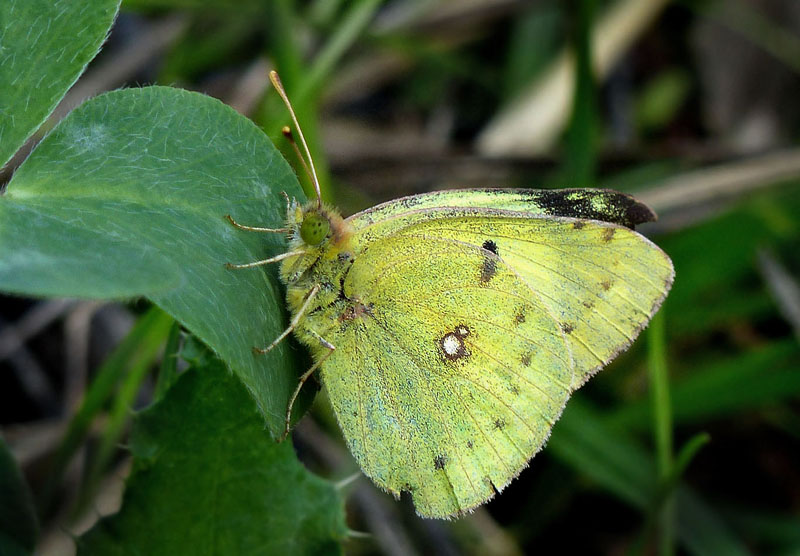 Gul Høsommerfugl, Colias hyale han. Kildegårdens jorde, Smørmosen, Danmark d. 24 august 2014. Fotograf: Jørgen Munck