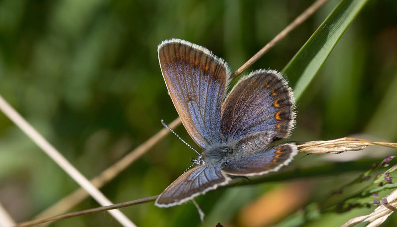 Foranderlig Blåfugl, Plebejus idas hun form. Holmegårds Mose 1 juli 2014. Fotograf: Jan Gregor