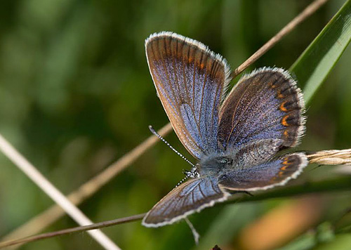 Foranderlig Blåfugl, Plebejus idas hun form. Holmegårds Mose 1 juli 2014. Fotograf: Jan Gregor