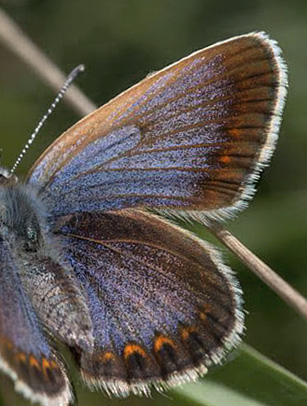 Foranderlig blfugl, Plebejus idas hun. Holmegrds Mose 1 juli 2014. Fotograf:  Jan Gregor