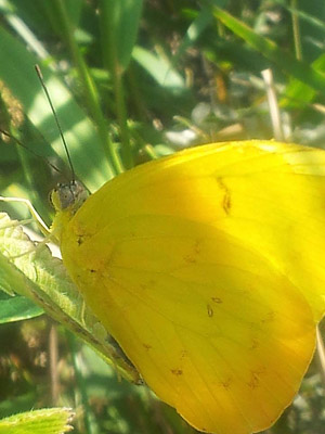 Orange Barred Sulphur, Phoebis philea. Fan d. 2 August 2014. Fotograf; Martin Abrahamsson