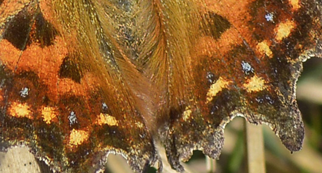 The Blue-Spotted Comma, Polygonia c-album ab. caeruleopunctata. Pinseskoven d. 31 marts 2014. Photographer; Kirsten Schwartz