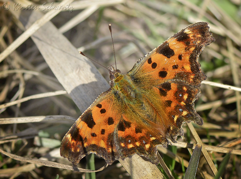 The Blue-Spotted Comma, Polygonia c-album ab. caeruleopunctata. Pinseskoven d. 31 marts 2014. Photographer; Kirsten Schwartz