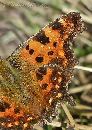 Det Blplettede Hvide C, Polygonia c-album ab. caeruleopunctata (K. Schwartz & L. Andersen, 2014). Pinseskoven d. 31 marts 2014. Fotograf; Kirsten Schwartz