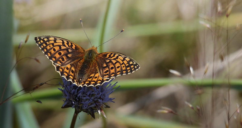 Klitperlemorsommerfugl, Argynnis niobe hun. Strandby Klit d. 22 juni 2014. Fotograf;  Jonna Lindegrd