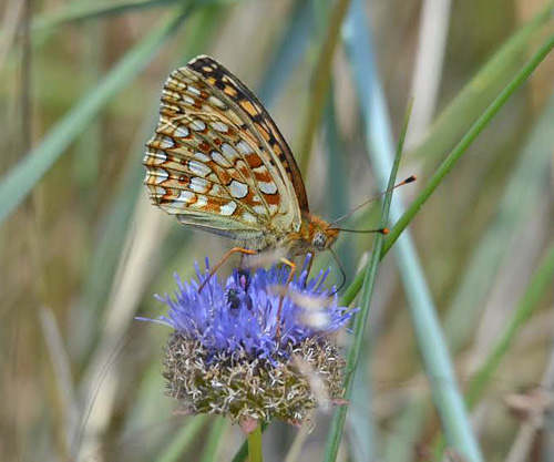 Klitperlemorsommerfugl, Argynnis niobe hun. Strandby Klit d. 22 juni 2014. Fotograf;  Jonna Lindegrd