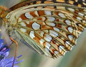 Klitperlemorsommerfugl, Argynnis niobe hun. Strandby Klit d. 22 juni 2014. Fotograf;  Jonna Lindegrd