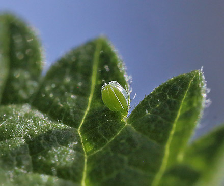 Det Hvide C, Polygonia c-album æg på Brændenælde. Hegnstrup, Slangerup d. 4 september 2014. Fotograf; Lars Andersen