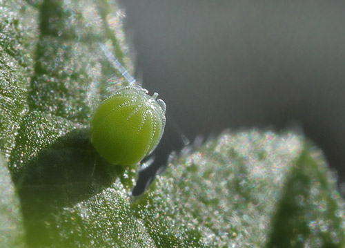 Det Hvide C, Polygonia c-album g p Brndenlde. Hegnstrup, Slangerup d. 4 september 2014. Fotograf; Lars Andersen