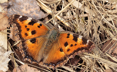 stlig Takvinge, Nymphalis xanthomelas. Pinseskoven d. 14 marts 2014. Fotograf; Lars Andersen