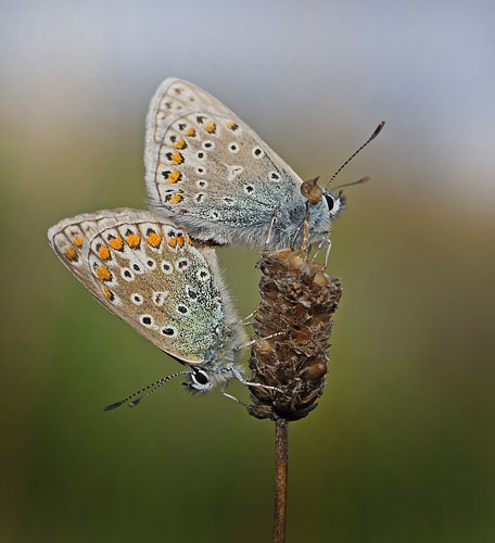 Almindelig Blfugl parring, Polyommatus icarus.  Koklapperne, det vestlige Amager d. 15 september 2014. Fotograf: Lars Andersen