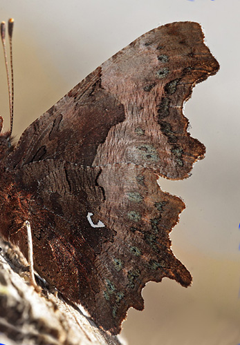 Det Blplettede Hvide C, Polygonia c-album ab. caeruleopunctata (K. Schwartz & L. Andersen, 2014). Pinseskoven d. 31 marts 2014. Fotograf; Lars Andersen