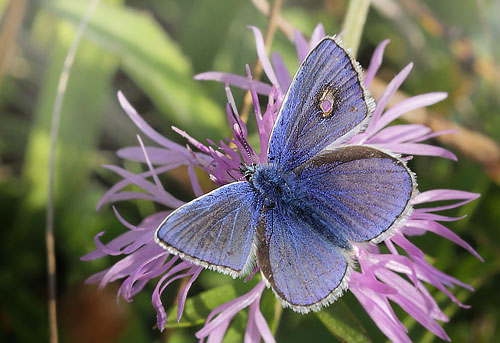 Almindelig Blfugl han, Polyommatus icarus.  Koklapperne, det vestlige Amager d. 15 september 2014. Fotograf: Lars Andersen