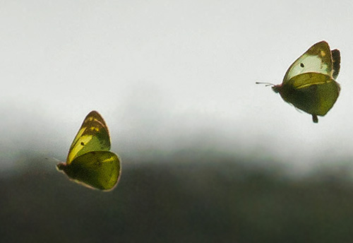Gul Høsommerfugl, Colias hyale han og hun i parringsadfærd. Asnæs d. 19 september 2014. Fotograf; Lars Falck