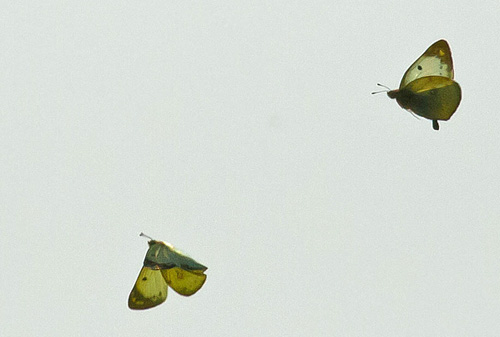 Gul Høsommerfugl, Colias hyale han og hun i parringsadfærd. Asnæs d. 19 september 2014. Fotograf; Lars Falck
