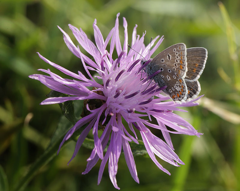 Almindelig Blfugl, Polyommatus icarus hun.  Koklapperne, det vestlige Amager d. 15 september 2014. Fotograf: Lars Andersen