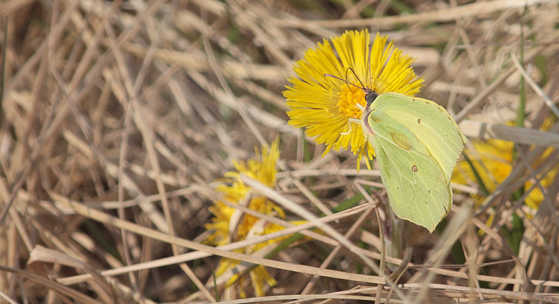 Citronsommerfugl, Gonepteryx rhamni han p Flfod. Pinseskoven d. 31 marts 2014. Fotograf; Lars Andersen