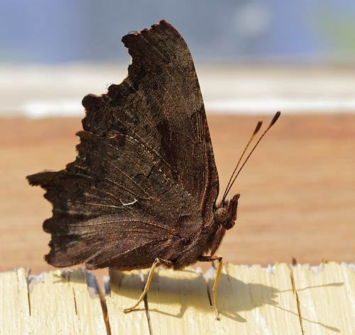 Det Hvide C, Polygonia c-album. H/F Prvestenen ved Nokken d. 16 September 2014. Fotograf; Lars Andersen