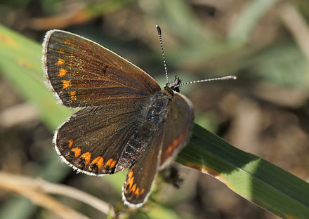 Rødplettet Blåfugl, Aricia agestis hun. Røsnæs, Vestsjælland. d. 21 september 2014. Fotograf: Lars Andersen