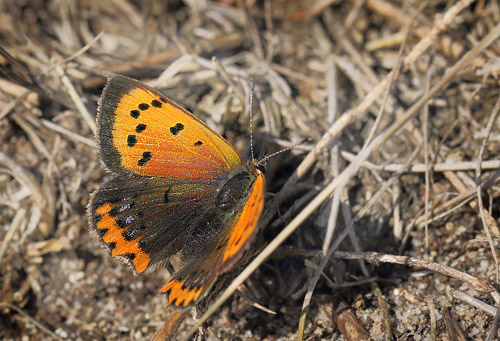 Lille Ildfugl, Lycaena phlaeas hun. Røsnæs, Vestsjælland. d. 21 september 2014. Fotograf: Lars Andersen
