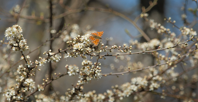 Det Hvide C, Polygonia c-album på blomstrende Slåen. Kongelunden d. 16 april 2014. Fotograf; Lars Andersen