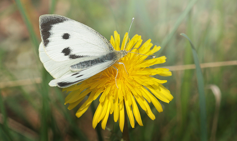 Stor Klsommerfugl, Pieris brassicae hun. Kongelunden d. 22 April 2014. Fotograf; Lars Andersen