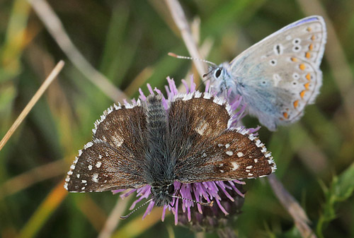 Fransk Bredpande, Pyrgus armoricanus han og Almindelig Blfugl, Polyommatus icarus han. Asns, Vestsjlland. d. 28 september 2014. Fotograf: Lars Andersen