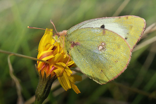 Gul Høsommerfugl, Colias hyale hun. Asnæs, Vestsjælland. d. 28 september 2014. Fotograf: Lars Andersen